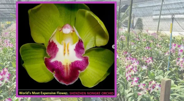 Wyjątkowa orchidea Shenzhen Nongke, znana jako najdroższy kwiat świata, kwitnie w szklarni.