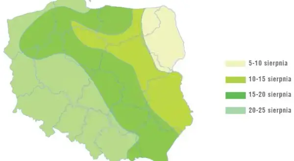Gdzie uprawia się rzepak w Polsce? Mapa i sekrety plonów