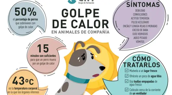 Perro sufriendo golpe de calor. La infografía detalla síntomas, tratamiento y estadísticas, advirtiendo sobre el peligro de 43°C.