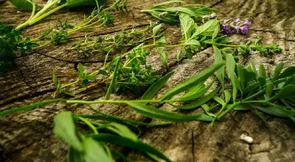 Oregano czy bazylia do spaghetti – które zioło lepsze dla smaku?