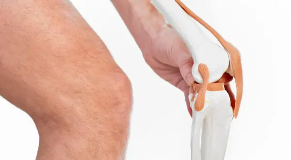 Model anatomiczny stawu kolanowego trzymany przez dłoń obok ludzkiego kolana.