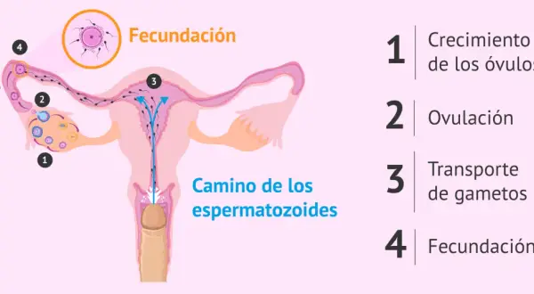 Ilustración del proceso de fecundación: crecimiento de óvulos, ovulación, transporte de gametos y la unión final.
