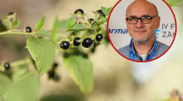 Gałązka z czarnymi, błyszczącymi owocami, przypominającymi te z laurowiśni. W tle wizerunek mężczyzny w okularach.