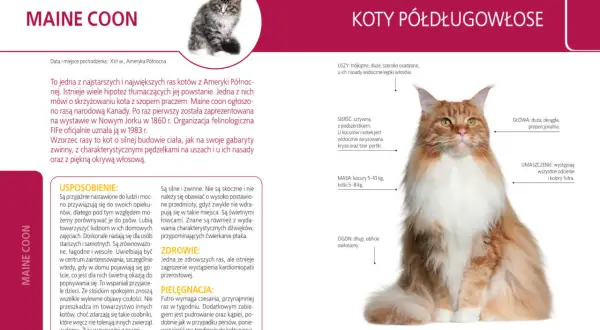 Urocze koty rasowe Maine Coon na sprzedaż, z charakterystycznym puszystym futrem i łagodnym usposobieniem.