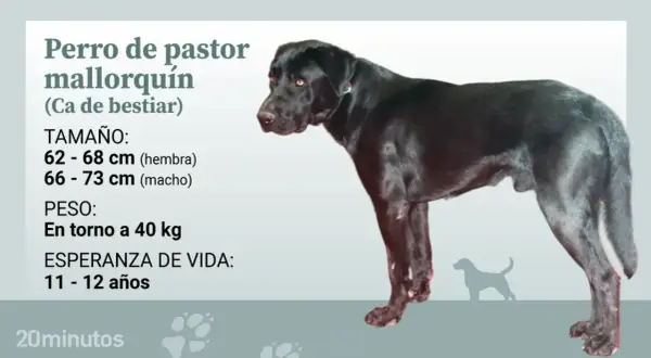 Perro de pastor mallorquín, un ca de bestiar negro y fuerte, con información sobre su tamaño, peso y esperanza de vida.