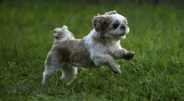 Ile powinien jeść szczeniak shih tzu, aby uniknąć problemów zdrowotnych?