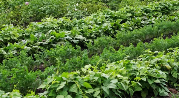 Ein Feld mit verschiedenen Gemüsesorten. Im Vordergrund wachsen grüne Bohnen, dahinter Karotten und Rote Bete. Im Hintergrund sind Kartoffelpflanzen mit Blüten zu sehen.