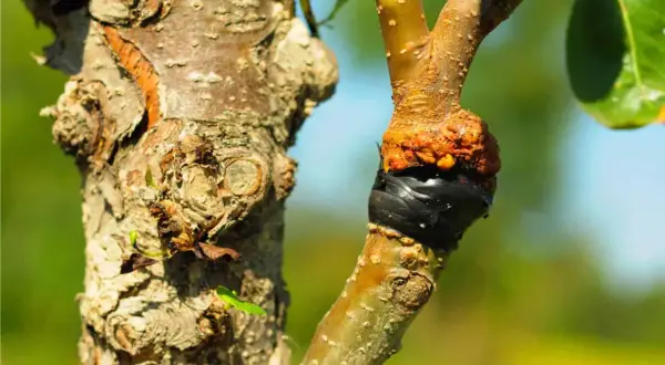 Primo piano di un innesto su un ramo d'albero, con la corteccia ruvida e la zona di unione avvolta in nastro nero. Diversi tipi di innesto sono visibili.