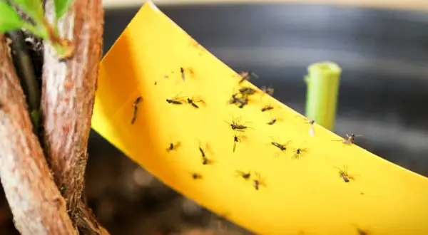 Żółta pułapka lepowa z przyklejonymi ziemiórkami, obok łodygi rośliny. Naturalny sposób na pozbycie się szkodników.