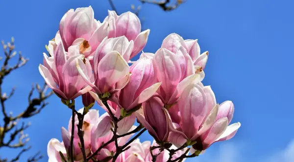 Kwitnąca magnolia po przekwitnięciu, jej różowo-białe płatki delikatnie opadają na tle błękitnego nieba.