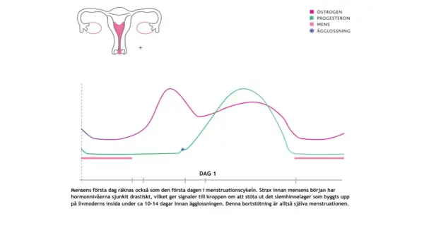 Graf över hormonnivåer under menstruationscykeln. Kan ge ledtrådar om tidiga symptom gravid innan mens.