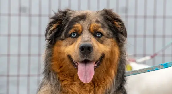 Ein freundlicher Australian Shepherd Malteser Mix mit leuchtend blauen Augen und heraushängender Zunge.