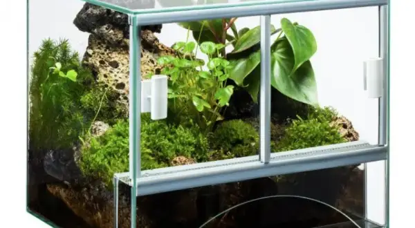 Jak zrobić terrarium dla żaby - kluczowe wskazówki i błędy do uniknięcia