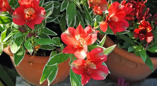 Leuchtend rote Alstroemeria blühen in Terrakotta-Töpfen. Diese winterhart blühenden Schönheiten bringen Farbe in jeden Garten.