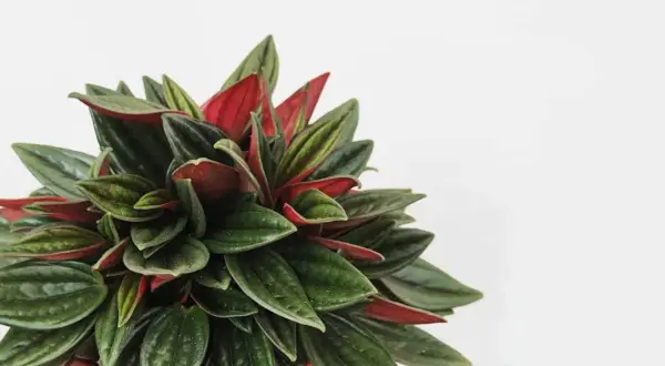 Un primo piano di una peperomia con foglie verdi e rosse, un esempio di definizione peperomia per la sua bellezza.