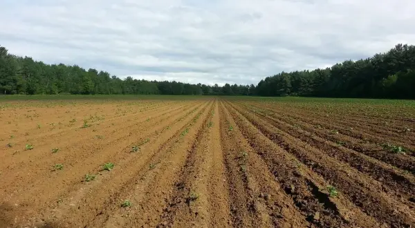 Pole uprawne z młodymi roślinami, las w tle. Określenie ceny ziemi rolnej wymaga analizy wielu czynników.
