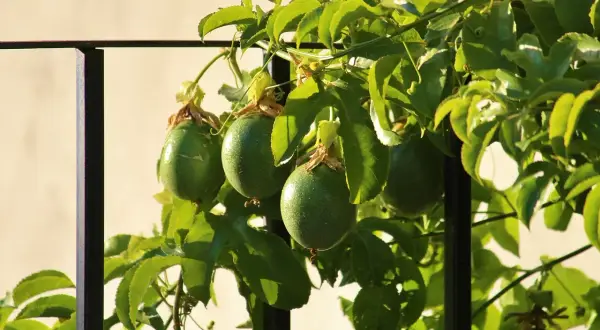 Grüne, unreife Früchte der Passionsfrucht Maracuja hängen an einem sonnenbeschienenen Strauch.