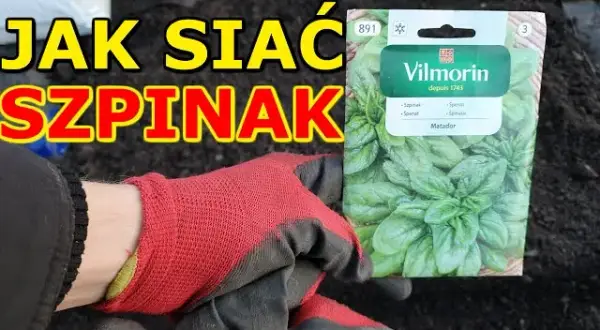 Jak sadzić szpinak w doniczce - proste triki na udane plony