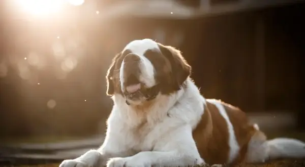 Ein Bernhardiner liegt im warmen Abendlicht. Die sanfte Bernhardiner Erziehung zahlt sich aus, denn der Hund wirkt entspannt und zufrieden.