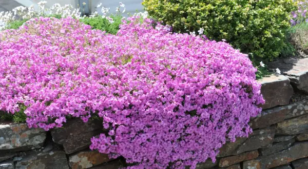 En matta av rosa blommor som tål sol utomhus breder ut sig över en stenmur. Bakom syns gröna buskar och vita blommor.