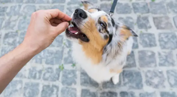 Ein Australian Shepherd bekommt ein Leckerli. Gut erzogen, wartet er geduldig, wenn man ihn kurz **alleine lassen** muss.