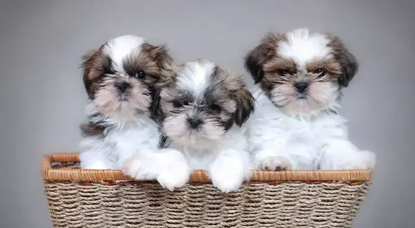 Trzy urocze szczenięta rasy Shih Tzu w koszyku. Różne odmiany tej rasy zachwycają futrem i spojrzeniem.