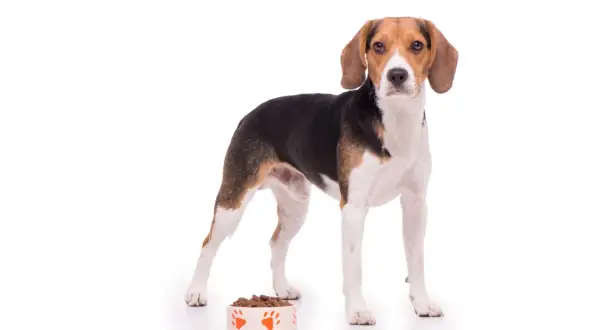 Beagle szczeniak: ile karmy? Dawki, harmonogram, uniknij pułapek!