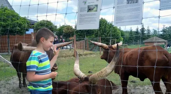 Najlepsze atrakcje w Borysewie, które zachwycą całą rodzinę