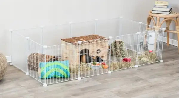 Jeż pigmejski: terrarium czy klatka – co wybrać dla zdrowia?
