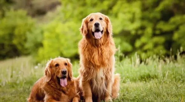 Ile powinien ważyć golden retriever? Sprawdź, czy twój pies jest zdrowy
