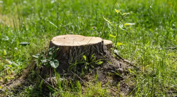 Gruby pień drzewa, otoczony zieloną trawą i młodymi pędami, stanowi świadectwo minionego życia.