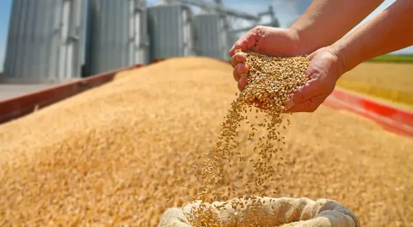 Mains remplies de maïs grain sec, versant le grain dans un sac, avec des silos en arrière-plan.