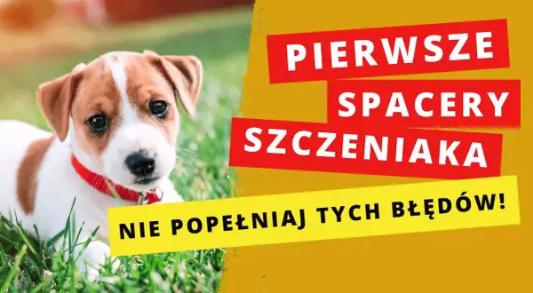 Pierwszy szczeniak? Skuteczny poradnik: wychowanie i opieka.