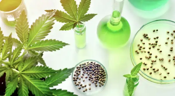 Czy CBD ma THC? Legalność, testy i bezpieczny wybór
