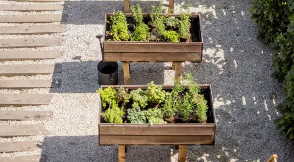 Dos mesas de cultivo con hierbas aromáticas y plantas verdes. Ideal para saber qué se puede plantar en una mesa de cultivo y tener un huerto urbano.