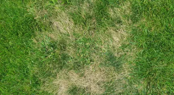 Plamy suchej, żółtej trawy na zielonym trawniku, jakby po zastosowaniu agro sorb folium.