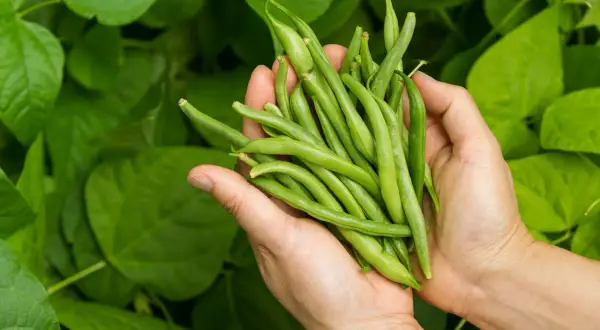 Händer håller en nyskördad hög med haricots verts mot en bakgrund av gröna blad.