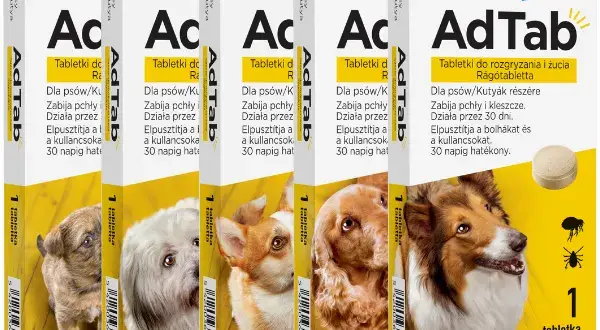 Jak działają tabletki na kleszcze dla psa i dlaczego są skuteczne