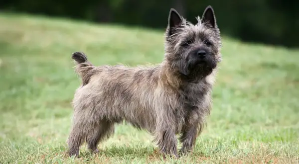 Un cairn terrier de pelo áspero y mirada curiosa posa en un césped verde.