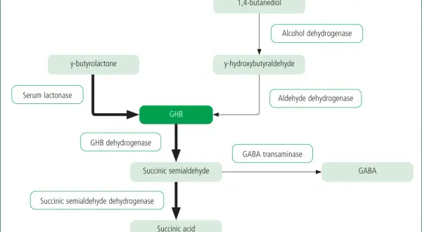 Schemat przedstawia szlak metaboliczny, w którym powstaje GHB z 1,4-butanodiolu lub y-butyrolaktonu. GHB jest przekształcane do kwasu bursztynowego lub GABA.