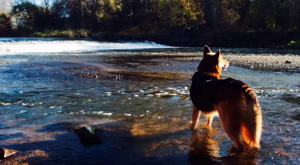 Ein Akita Australian Shepherd Mix steht im Fluss und genießt die Herbstsonne.