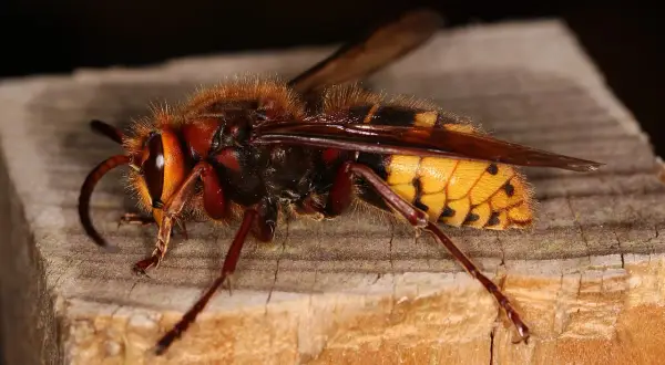 Szerszeń na drewnianej powierzchni, jego naturalny wróg, ptak, może go wypatrywać.