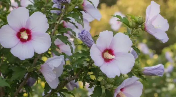 Delikatne, jasnoróżowe kwiaty hibiskusa odmiany Syryjskiego, z purpurowym środkiem, rozkwitają na tle zielonych liści.
