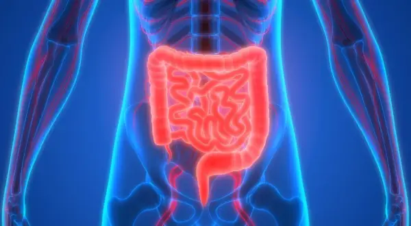 Anatomia ludzkiego ciała z podświetlonym na czerwono układem pokarmowym, ukazującym jelita. Widać też sieć naczyń krwionośnych, które emanera zdrowiem.
