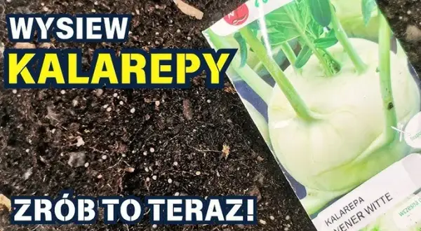 Kiedy siać kalarepę? Terminy siewu na wiosnę i jesień