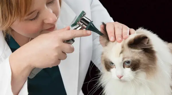 Veterinario examina oído de gato con otoscopio, buscando signos de ácaros orejas gatos.