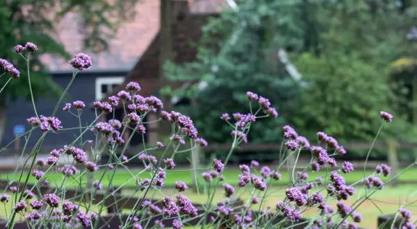 Purple verbena flowers bloom in front of a rustic building. While beautiful, it's worth knowing if verbena is toxic to dogs before letting them roam.