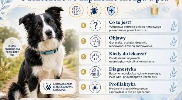 Pies rasy border collie z niebieską obrożą, obok tekst o chorobie odkleszczowej u psa, objawach i profilaktyce.