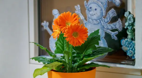 Pomarańczowa gerbera doniczkowa kwitnie na tle zimowych ozdób okiennych, dodając ciepła w chłodne dni.