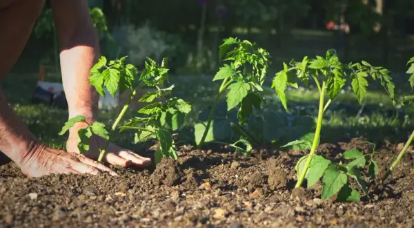 Ręce delikatnie umieszczają sadzonki pomidorów w ziemi. Rozpoczyna się sadzenie pomidorów, by cieszyć się latem soczystymi owocami.